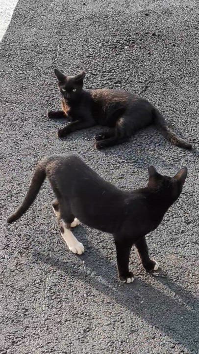Enlarge Wonder Woman & Batman, a ADOPTABLE Domestic Short Hair in Bayonne, NJ video 3/6