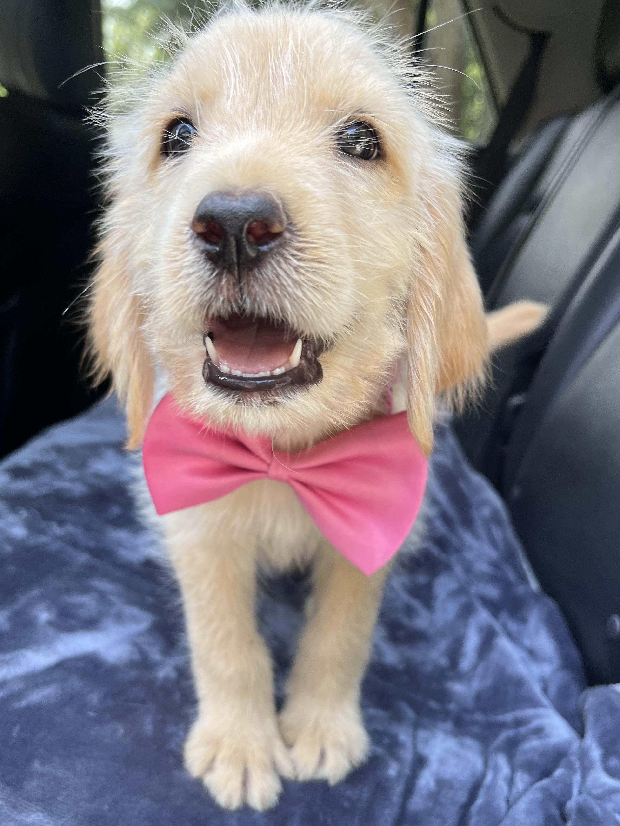 Honey, a Adoptable mixed breed in Jacksonville, FL image 4/6