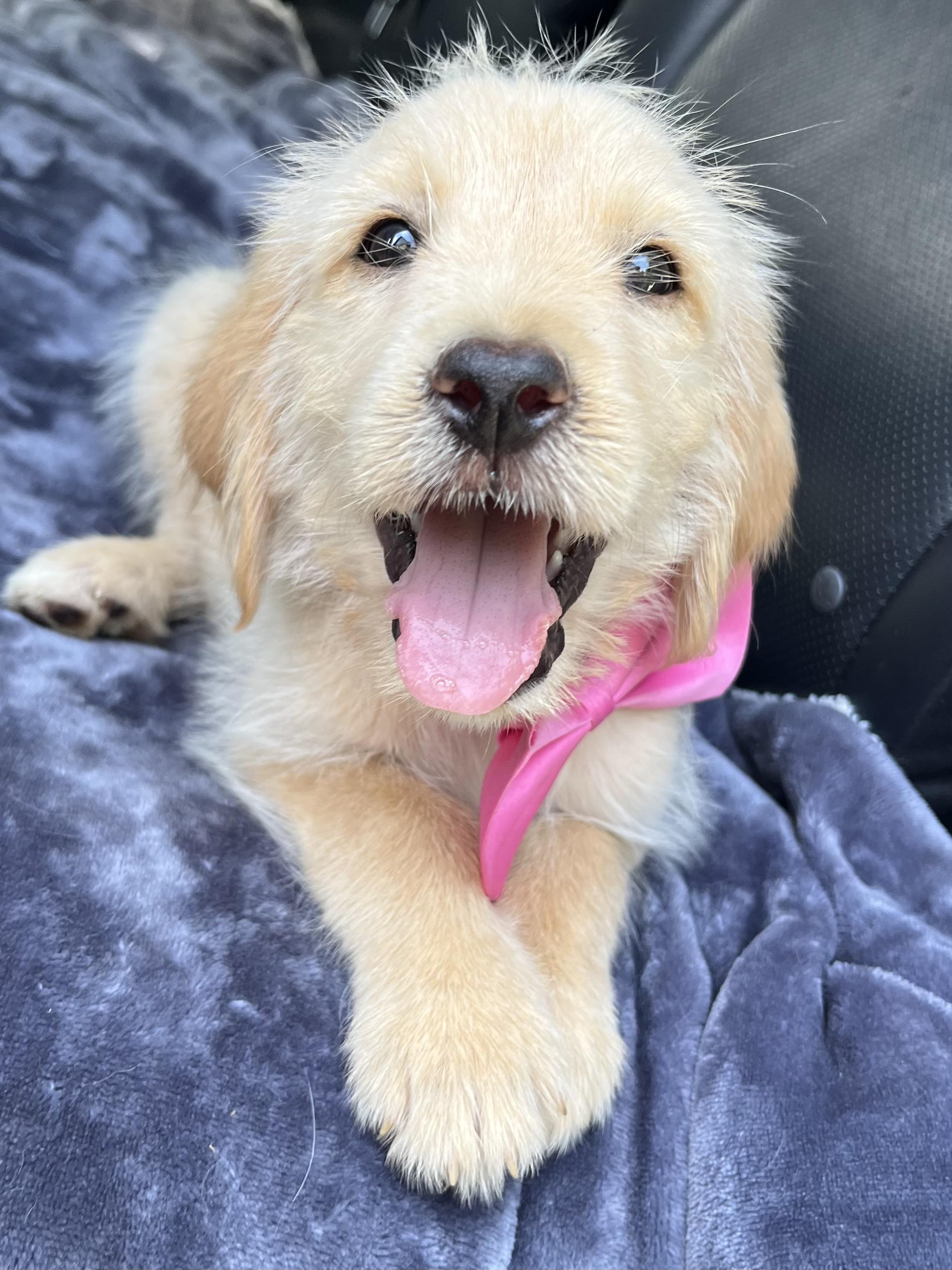 Honey, a Adoptable mixed breed in Jacksonville, FL image 2/6