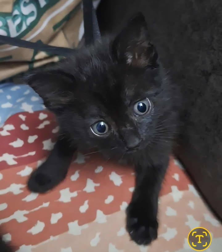 Raven, Adopted, Kitten Female Domestic Short Hair.