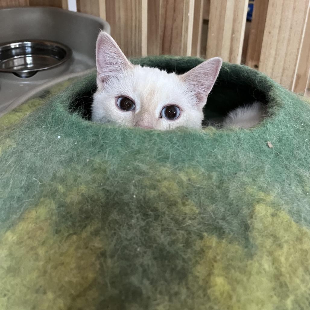 Enlarge Serafina, a Adoptable mixed breed in Yucca Valley, CA image 1/6