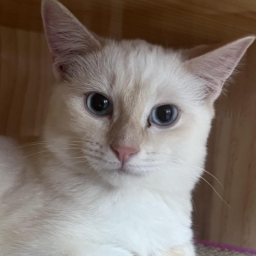 Enlarge Serafina, a Adoptable mixed breed in Yucca Valley, CA image 2/6