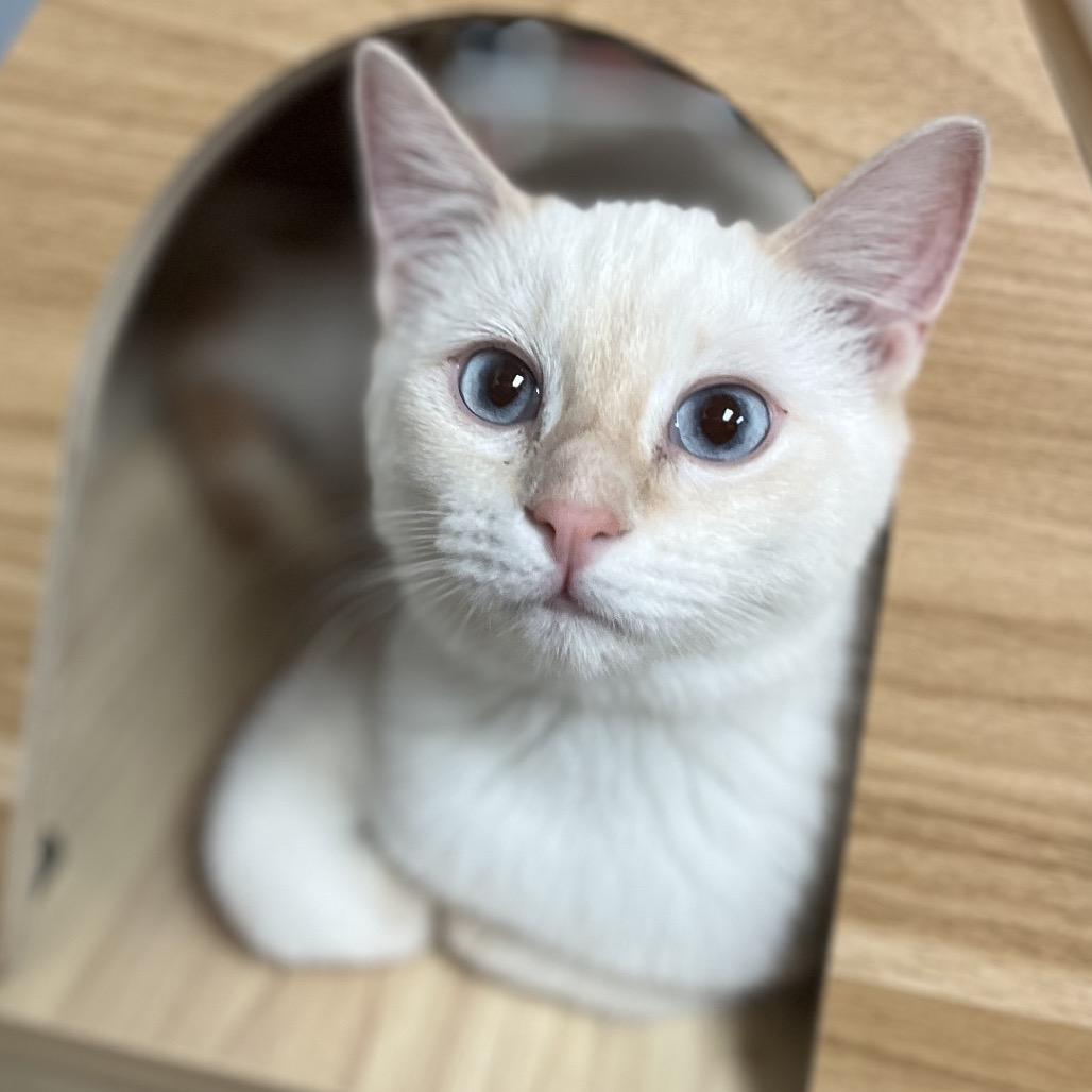 Enlarge Serafina, a Adoptable mixed breed in Yucca Valley, CA image 3/6