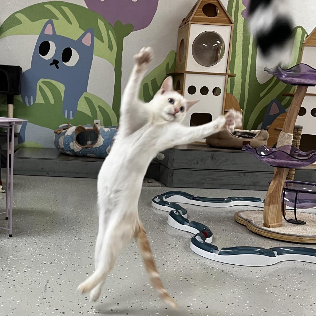 Enlarge Serafina, a Adoptable mixed breed in Yucca Valley, CA image 4/6