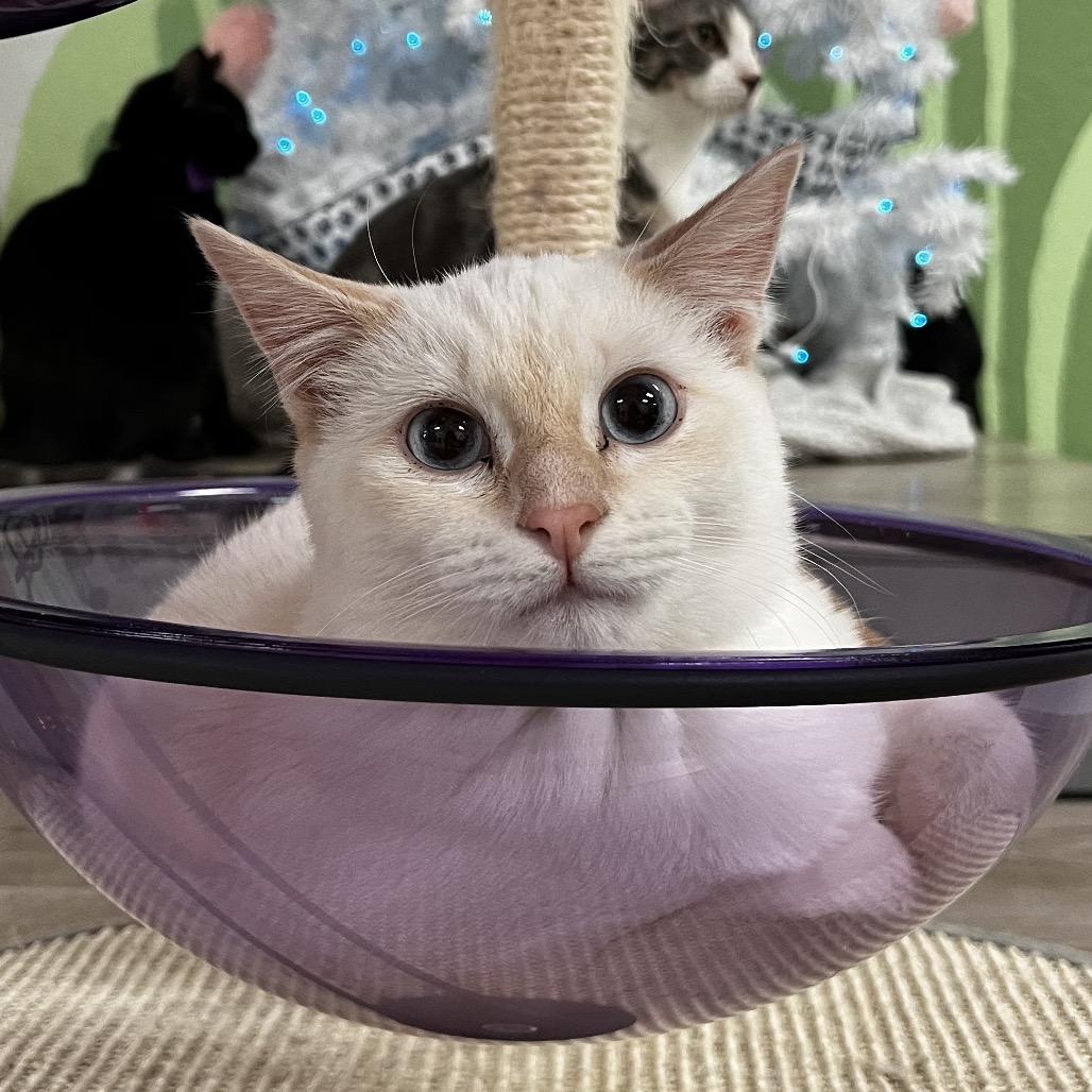 Enlarge Serafina, a Adoptable mixed breed in Yucca Valley, CA image 5/6