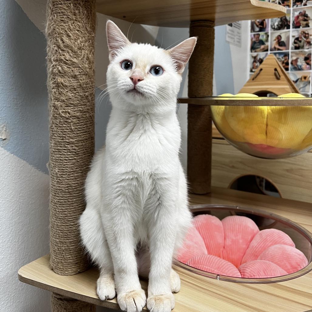 Enlarge Serafina, a Adoptable mixed breed in Yucca Valley, CA image 6/6