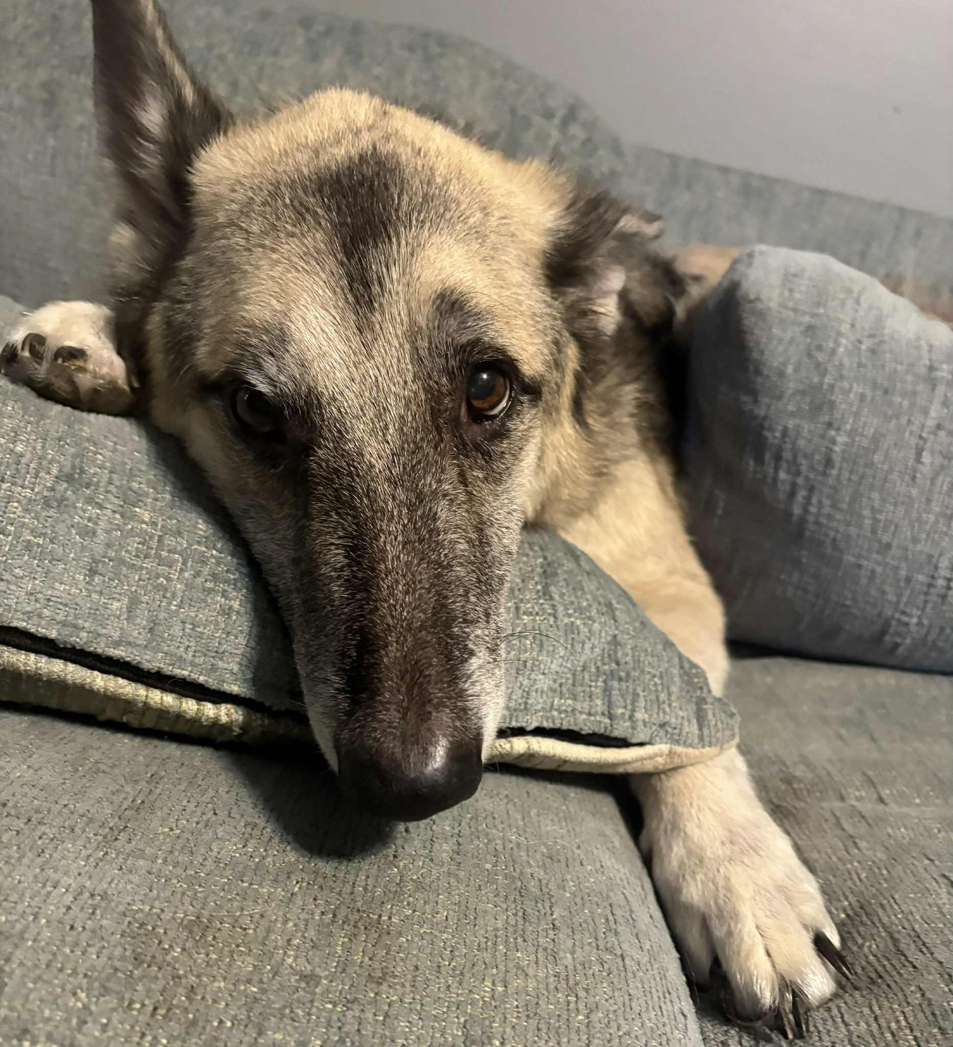Meet Katana- Your new gentle best friend!