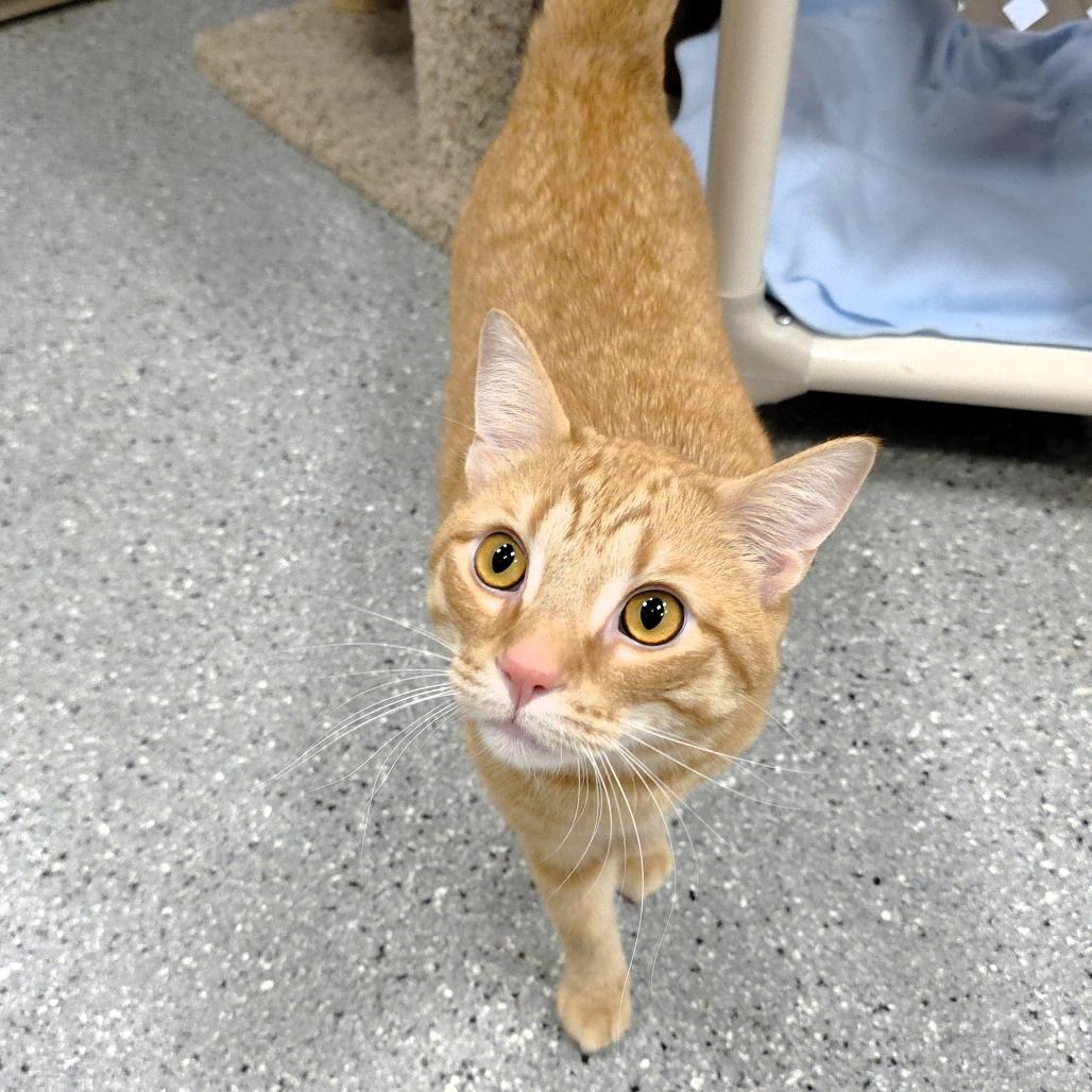 Simba, a Adoptable Domestic Short Hair in Michigan City, IN image 1/6