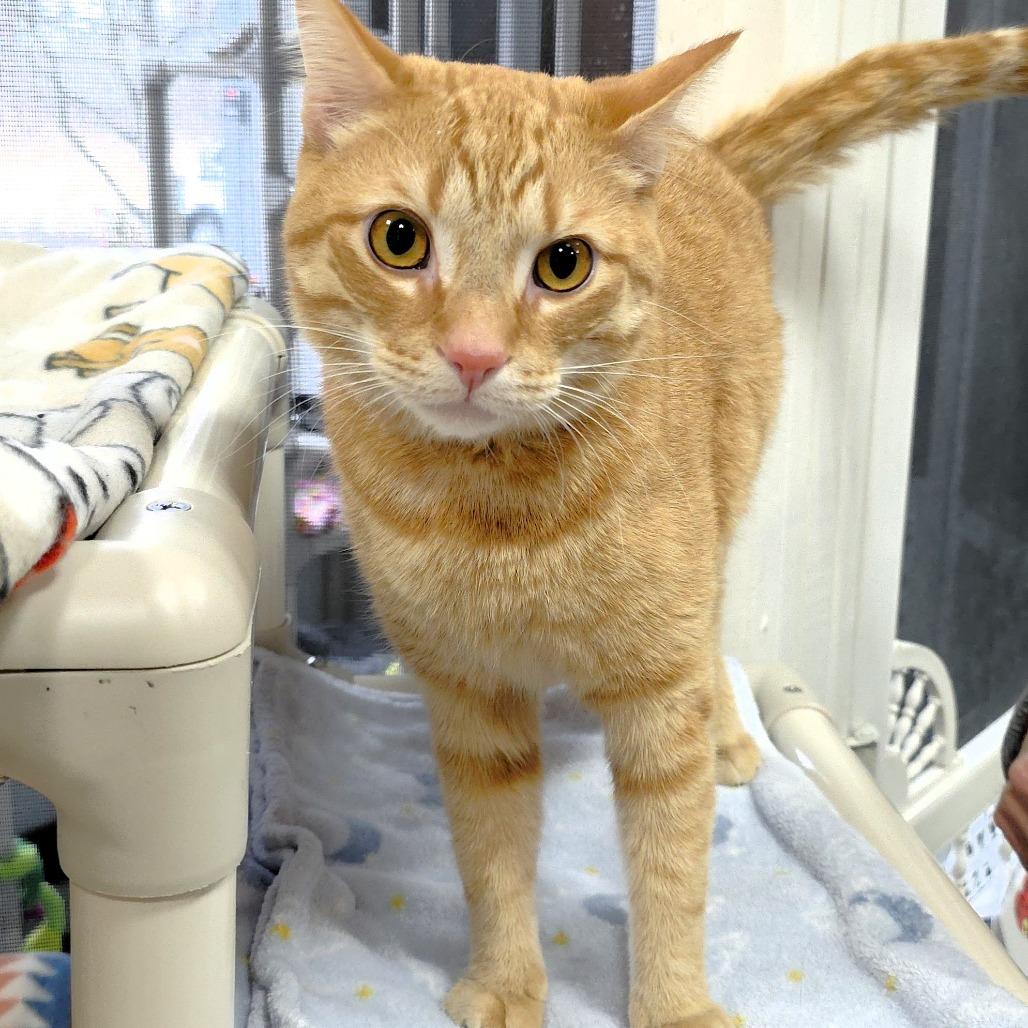 Simba, a Adoptable Domestic Short Hair in Michigan City, IN image 2/6