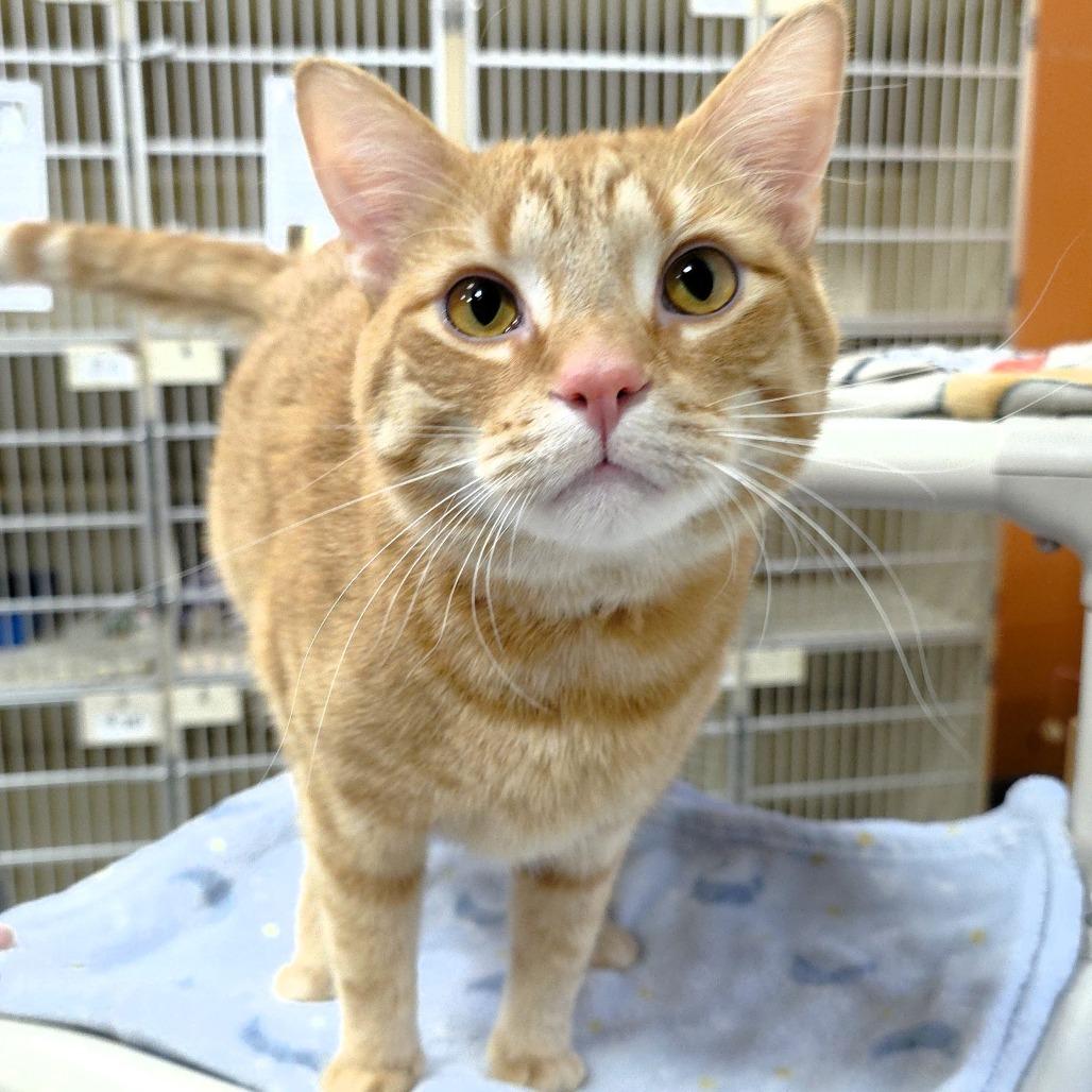 Simba, a Adoptable Domestic Short Hair in Michigan City, IN image 3/6
