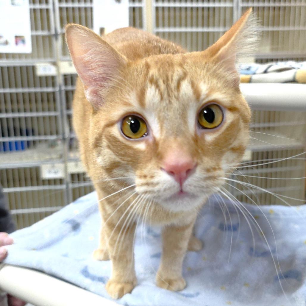 Simba, a Adoptable Domestic Short Hair in Michigan City, IN image 4/6