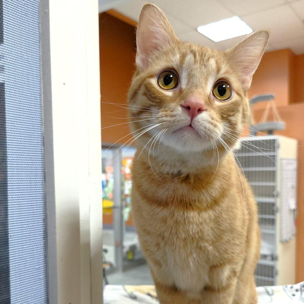 Simba, a Adoptable Domestic Short Hair in Michigan City, IN image 5/6