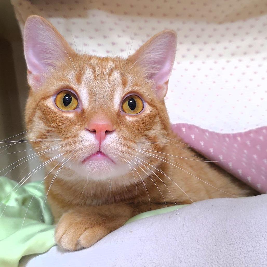 Simba, a Adoptable Domestic Short Hair in Michigan City, IN image 6/6