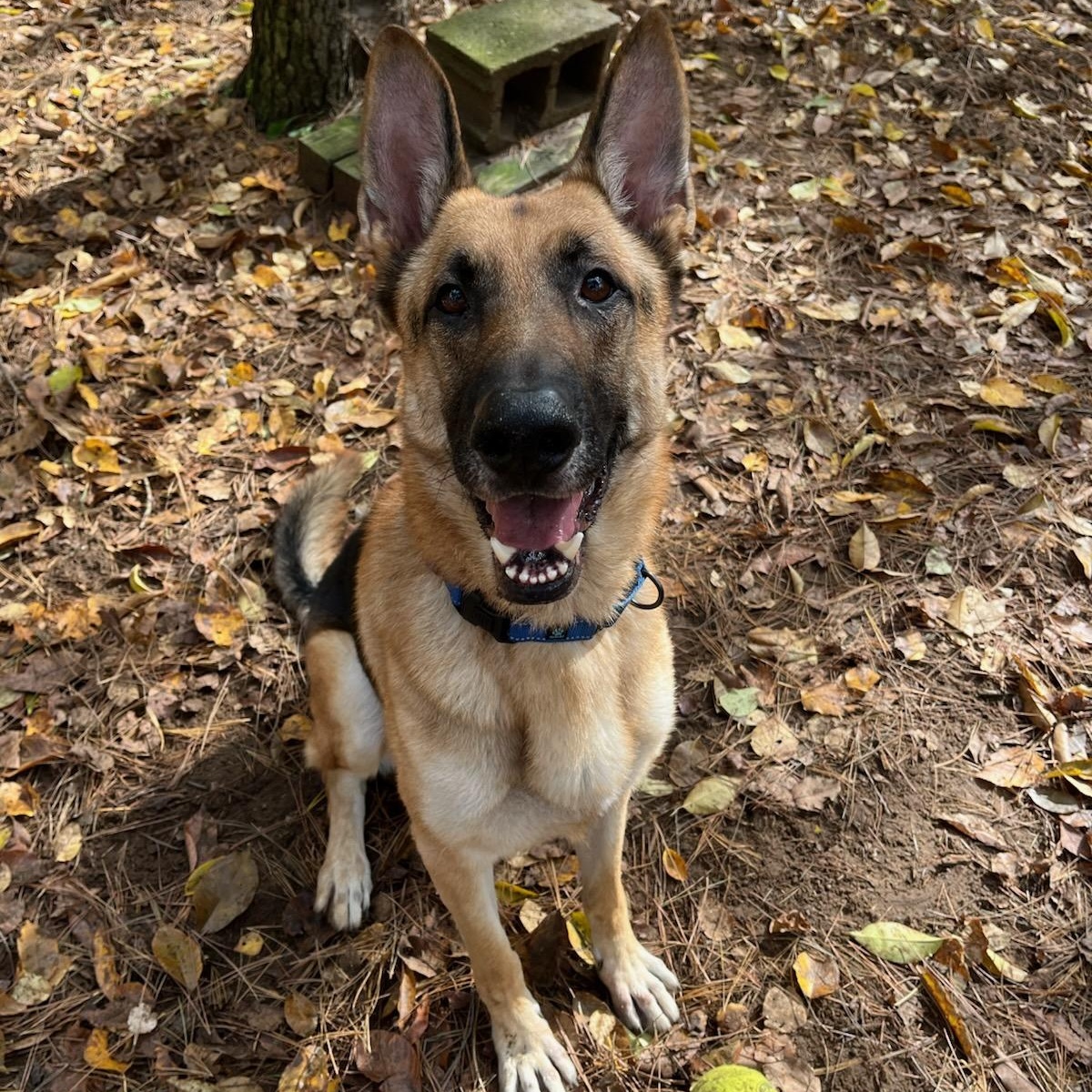 Duke, an adoptable German Shepherd Dog in Manistique, MI, 49854 | Photo Image 3