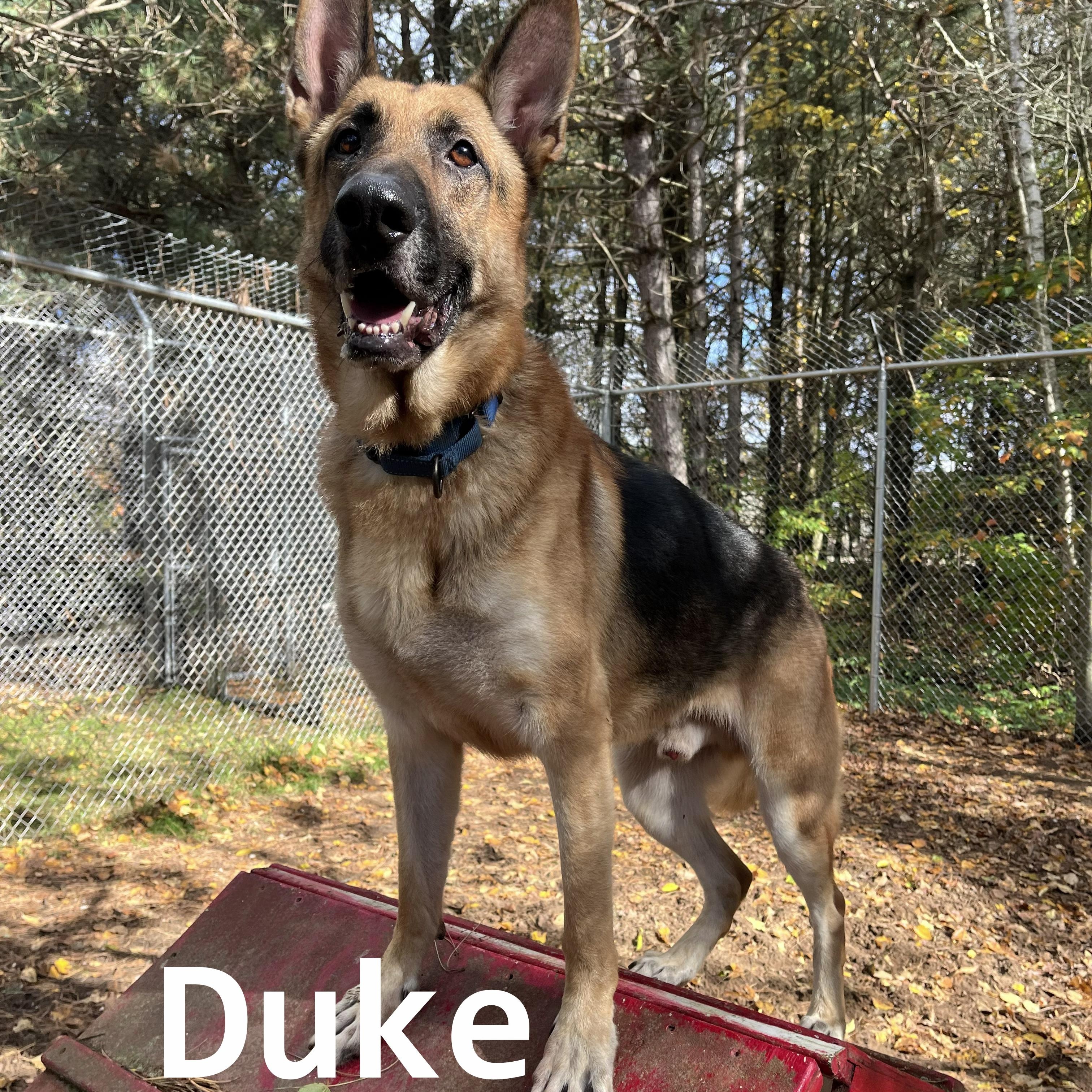Duke, an adoptable German Shepherd Dog in Manistique, MI, 49854 | Photo Image 1