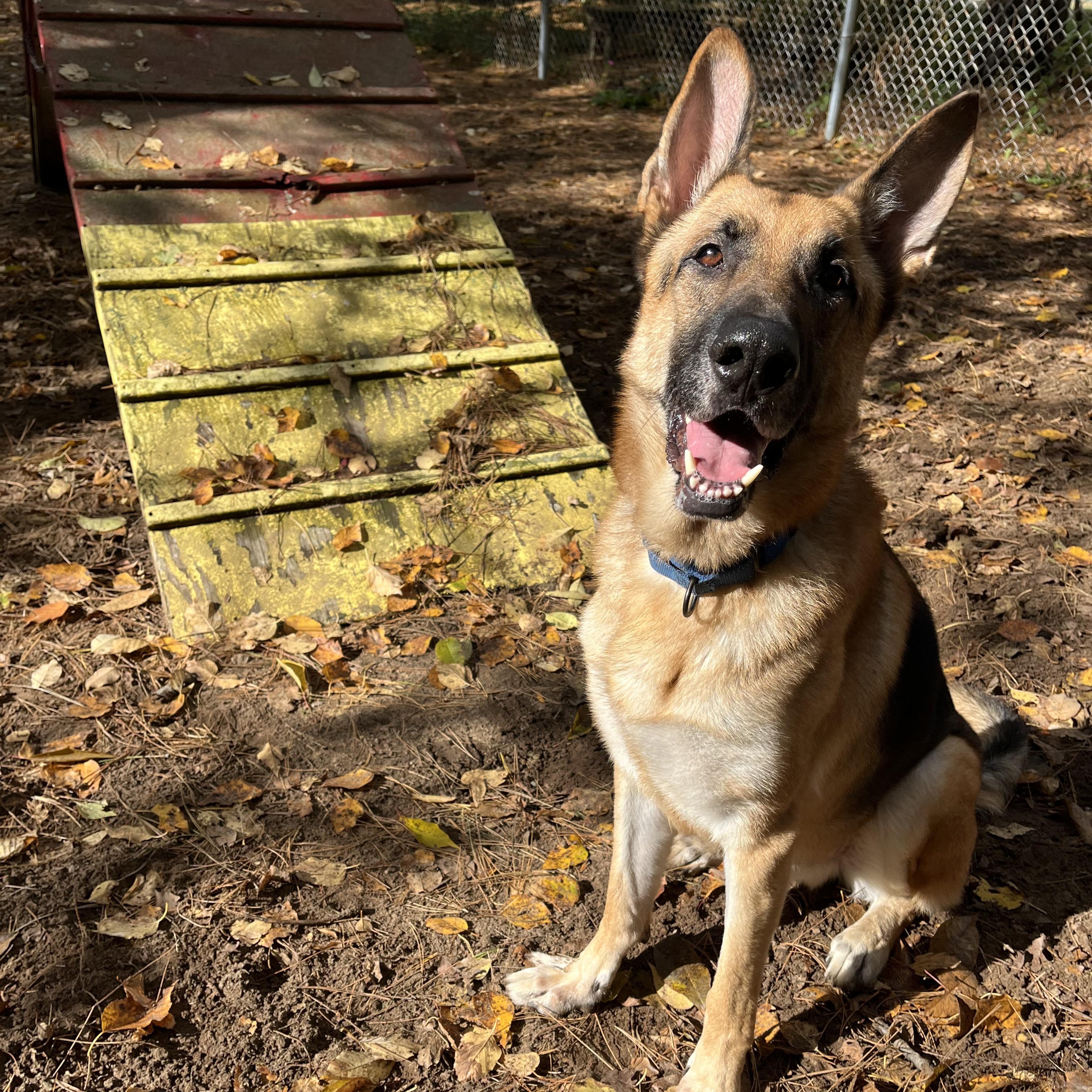 Duke, an adoptable German Shepherd Dog in Manistique, MI, 49854 | Photo Image 2