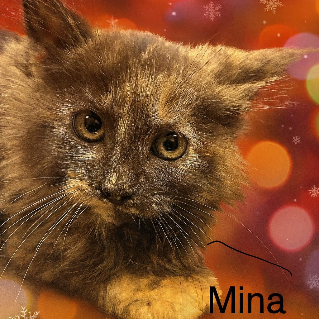 Mina, Adoptable, Kitten Female Domestic Long Hair.