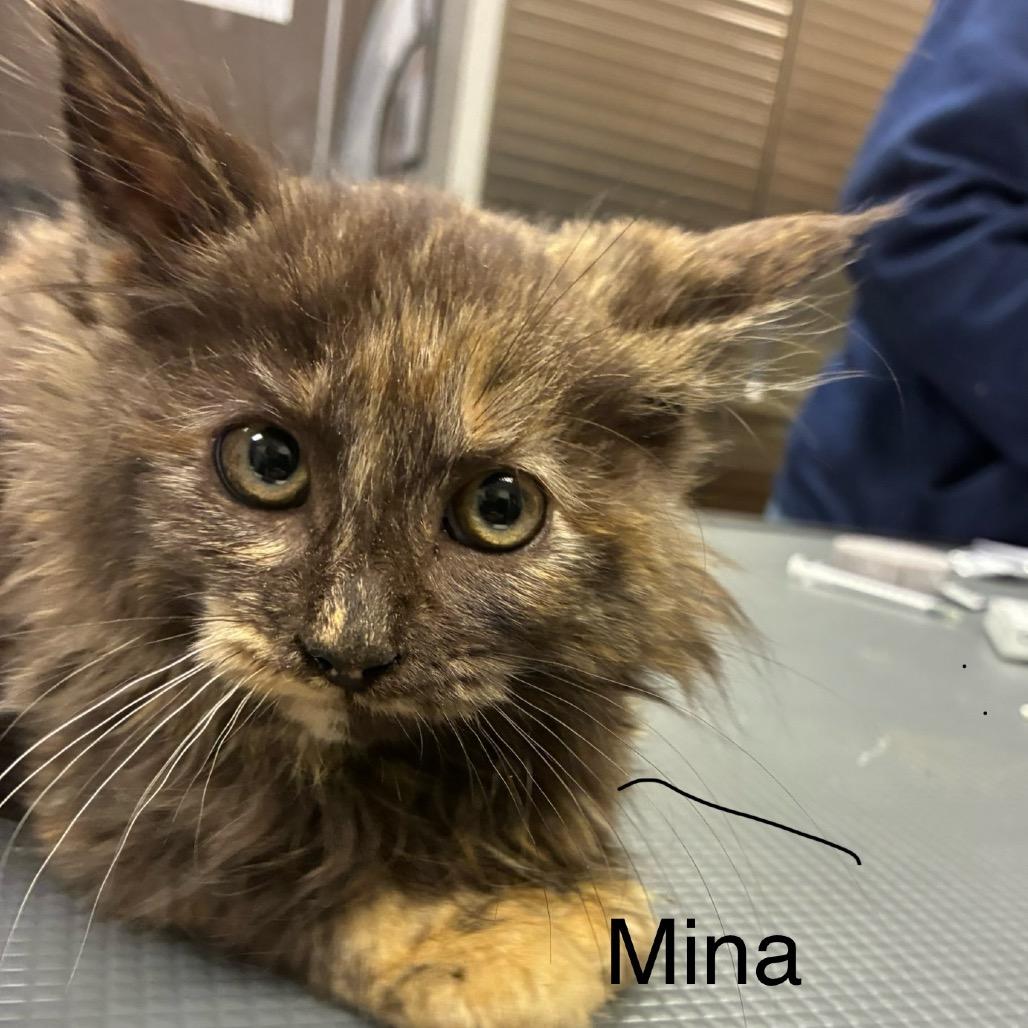 Enlarge Mina, a Adoptable Domestic Long Hair in Hinesville, GA image 2/3