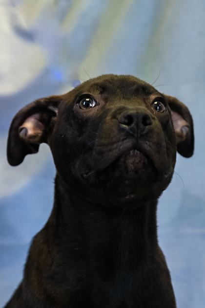 Enlarge Charlie, a Adoptable mixed breed in Dothan, AL image 1/3