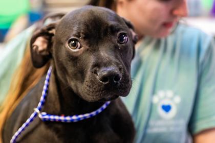 Enlarge Charlie, a Adoptable mixed breed in Dothan, AL image 2/3