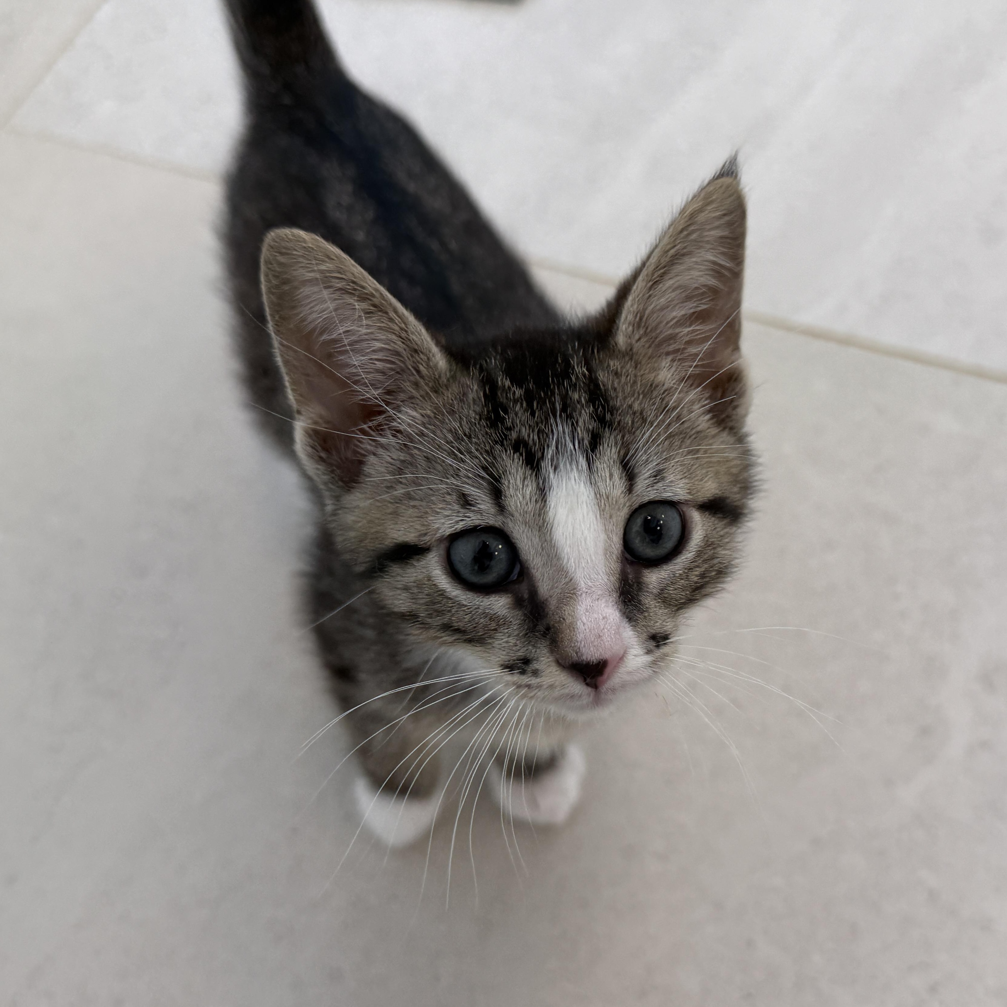 Enlarge Whitaker, an adopted Domestic Short Hair in Evanston, IL image 1/1