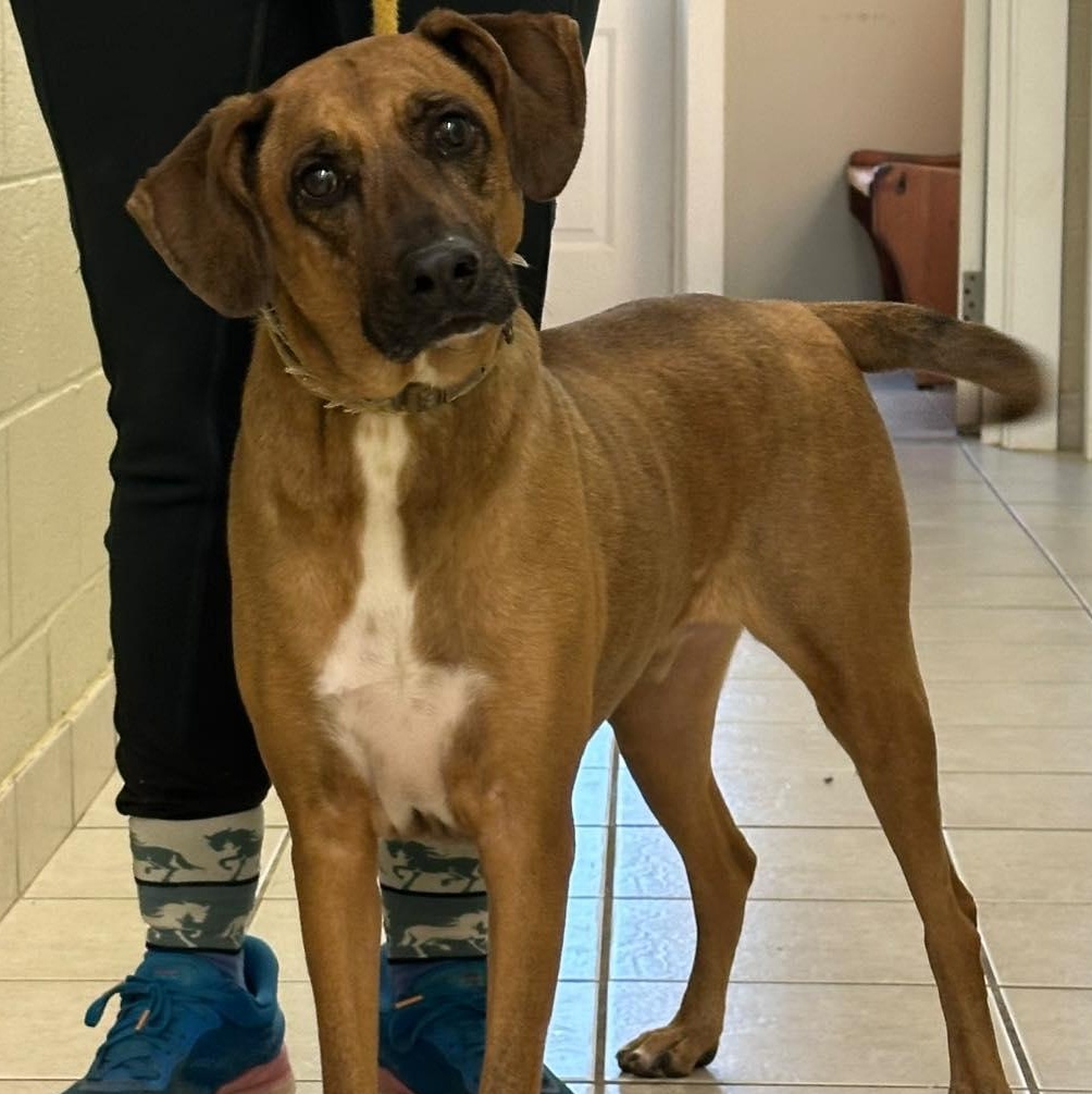 Finnigan, Adoptable, Adult Male Foxhound.