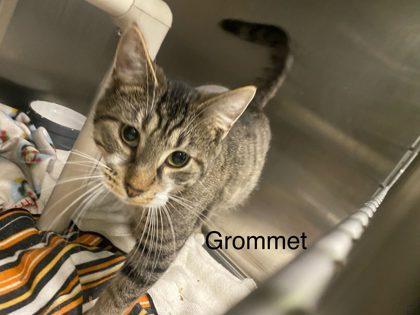 Enlarge Gromit, a Adoptable Domestic Short Hair in Hobart, IN image 1/2