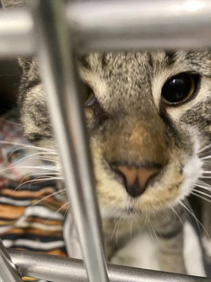 Gromit, Adoptable, Young Male Domestic Short Hair & Domestic Short Hair.