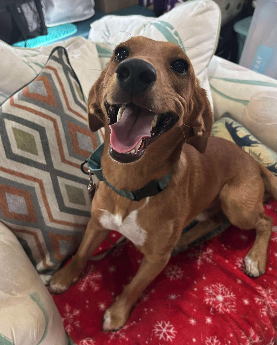 Huck Finn, a Adoptable mixed breed in Osteen, FL image 1/3