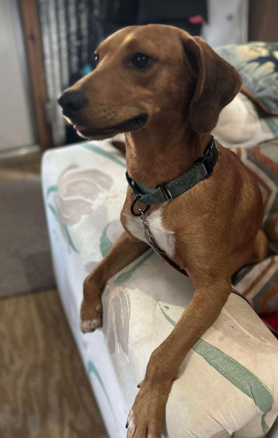 Huck Finn, a Adoptable mixed breed in Osteen, FL image 2/3