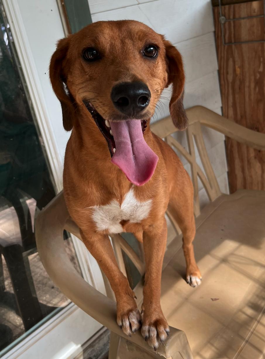 Enlarge Huck Finn, a Adoptable mixed breed in Osteen, FL image 2/3