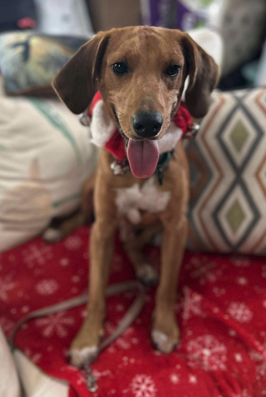 Huck Finn, a Adoptable mixed breed in Osteen, FL image 3/3