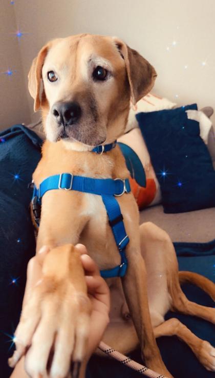 Enlarge Jake, a Adoptable mixed breed in Chicago, IL image 1/3