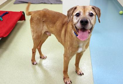 Enlarge Jake, a Adoptable mixed breed in Chicago, IL image 2/3