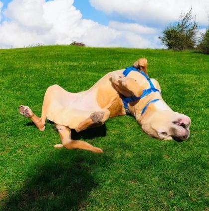 Enlarge Jake, a Adoptable mixed breed in Chicago, IL image 3/3