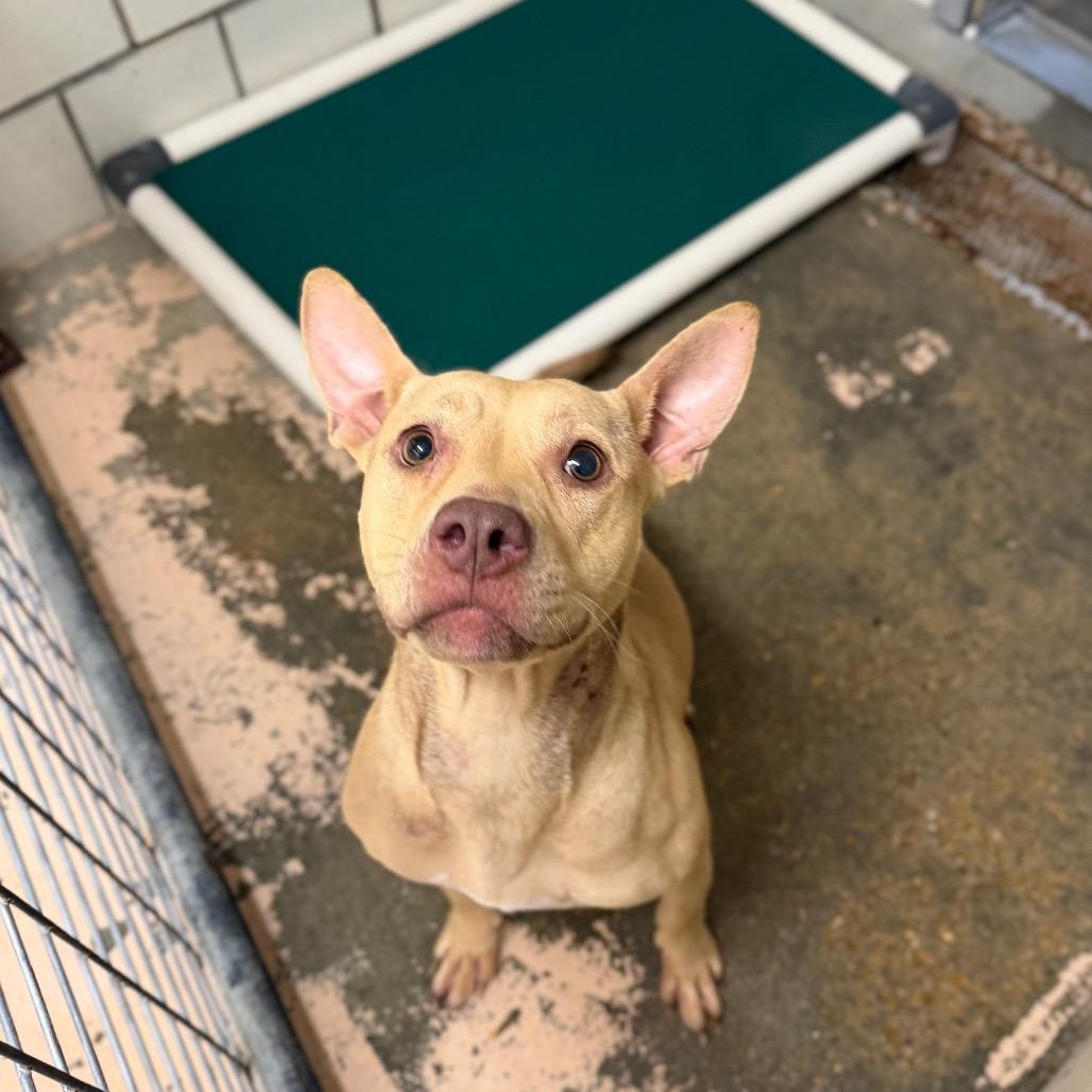 Enlarge Cecily, a Adoptable mixed breed in Starkville, MS image 1/4