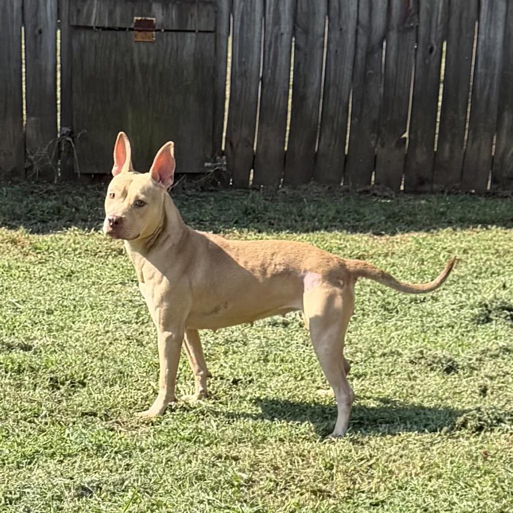 Enlarge Cecily, a Adoptable mixed breed in Starkville, MS image 2/4