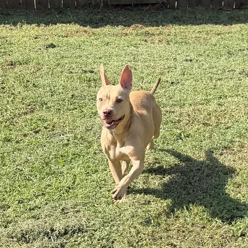 Enlarge Cecily, a Adoptable mixed breed in Starkville, MS image 3/4
