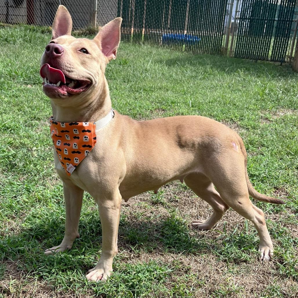Enlarge Cecily, a Adoptable mixed breed in Starkville, MS image 4/4
