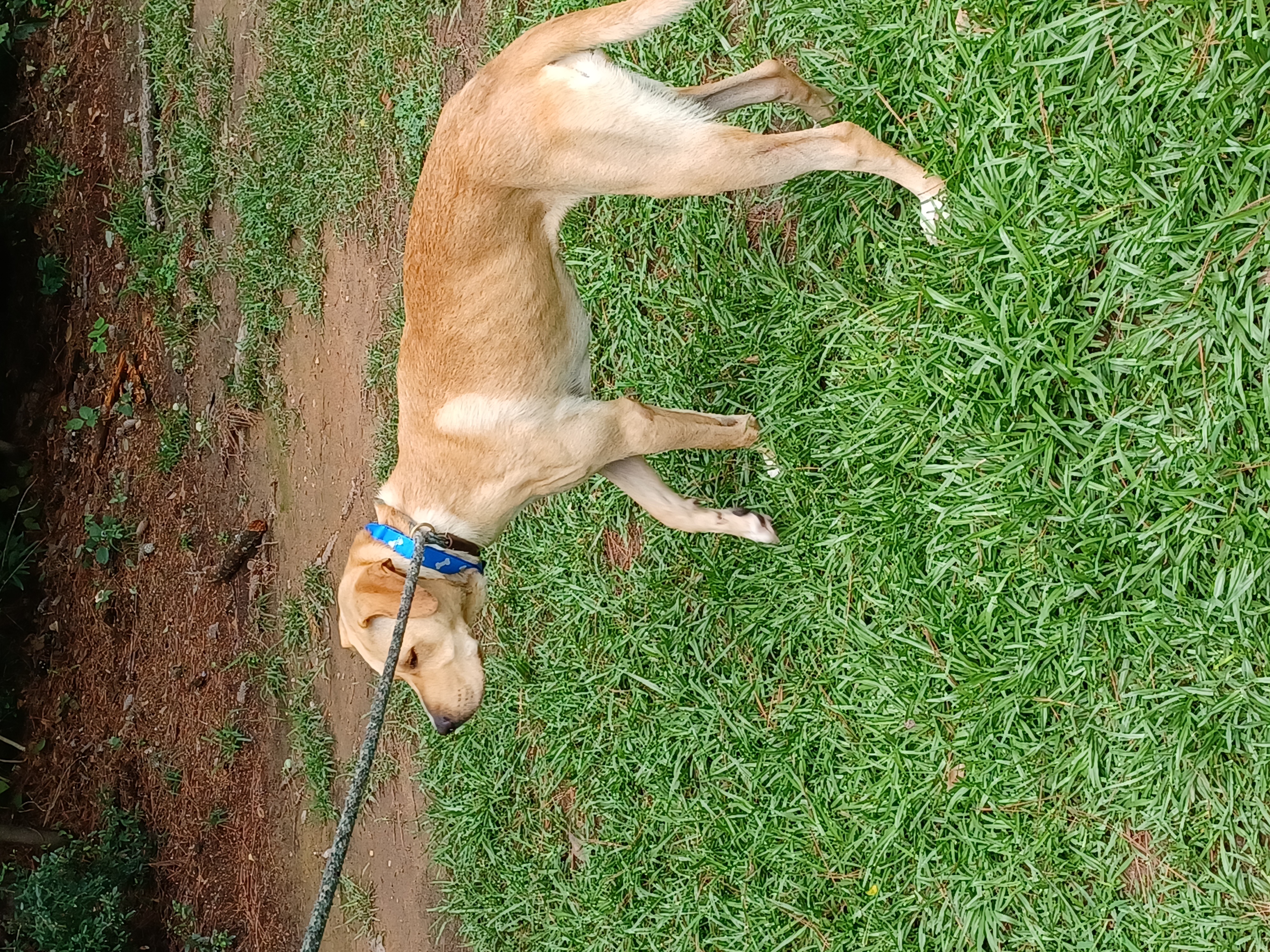 Taya, a Adoptable Yellow Labrador Retriever in Smyrna, GA image 3/4