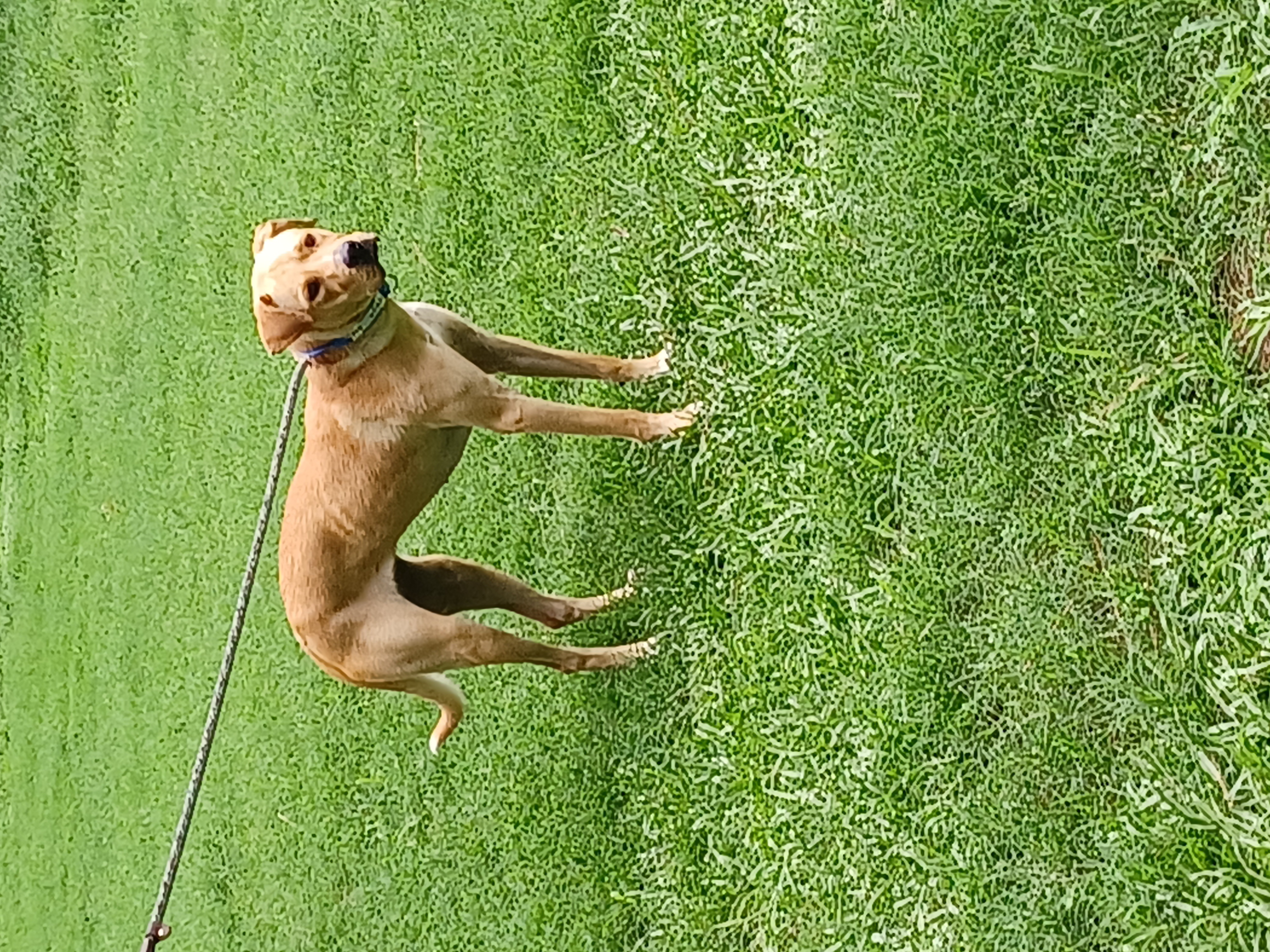 Taya, a Adoptable Yellow Labrador Retriever in Smyrna, GA image 4/4