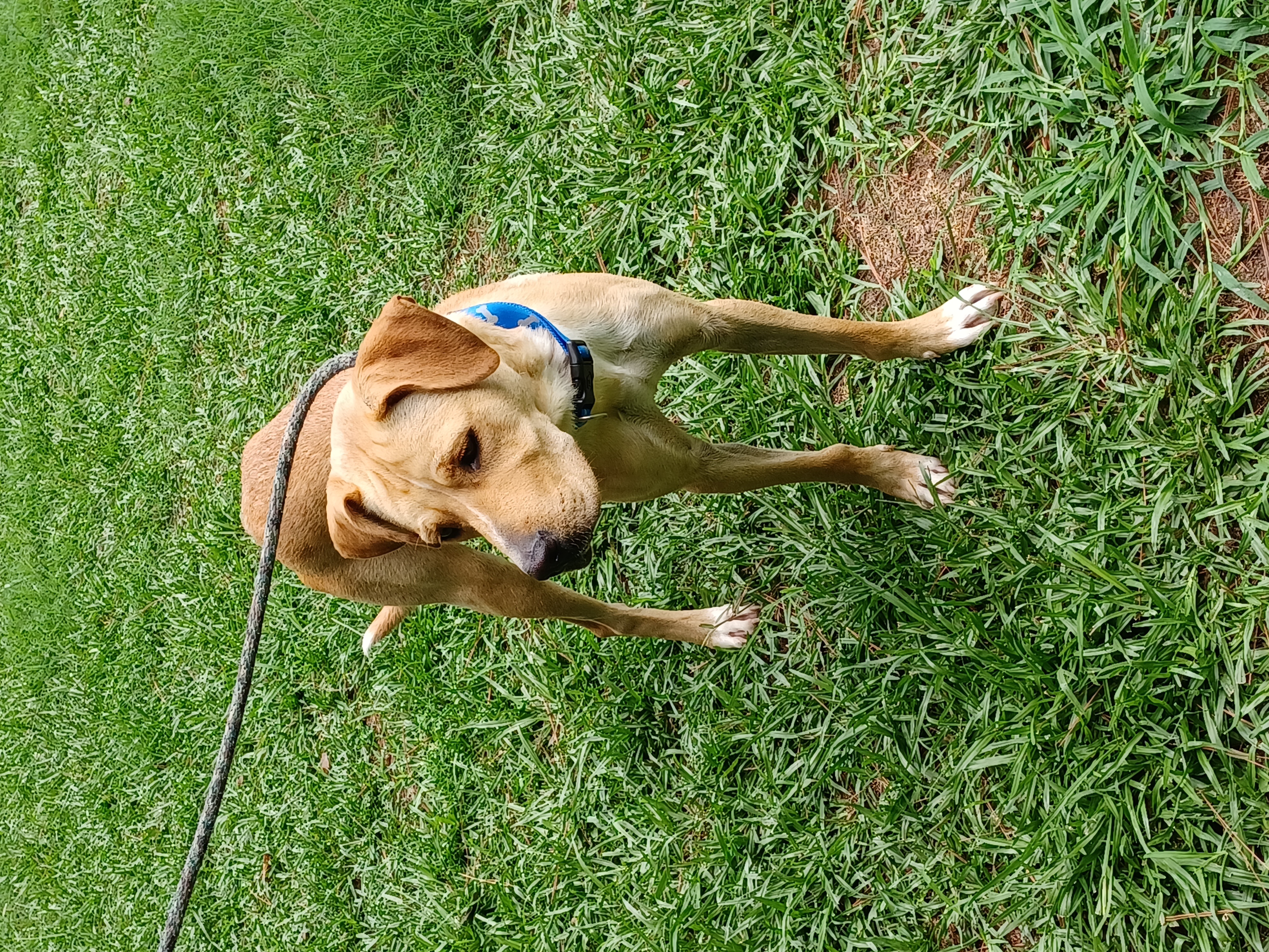 Taya, a Adoptable Yellow Labrador Retriever in Smyrna, GA image 2/4