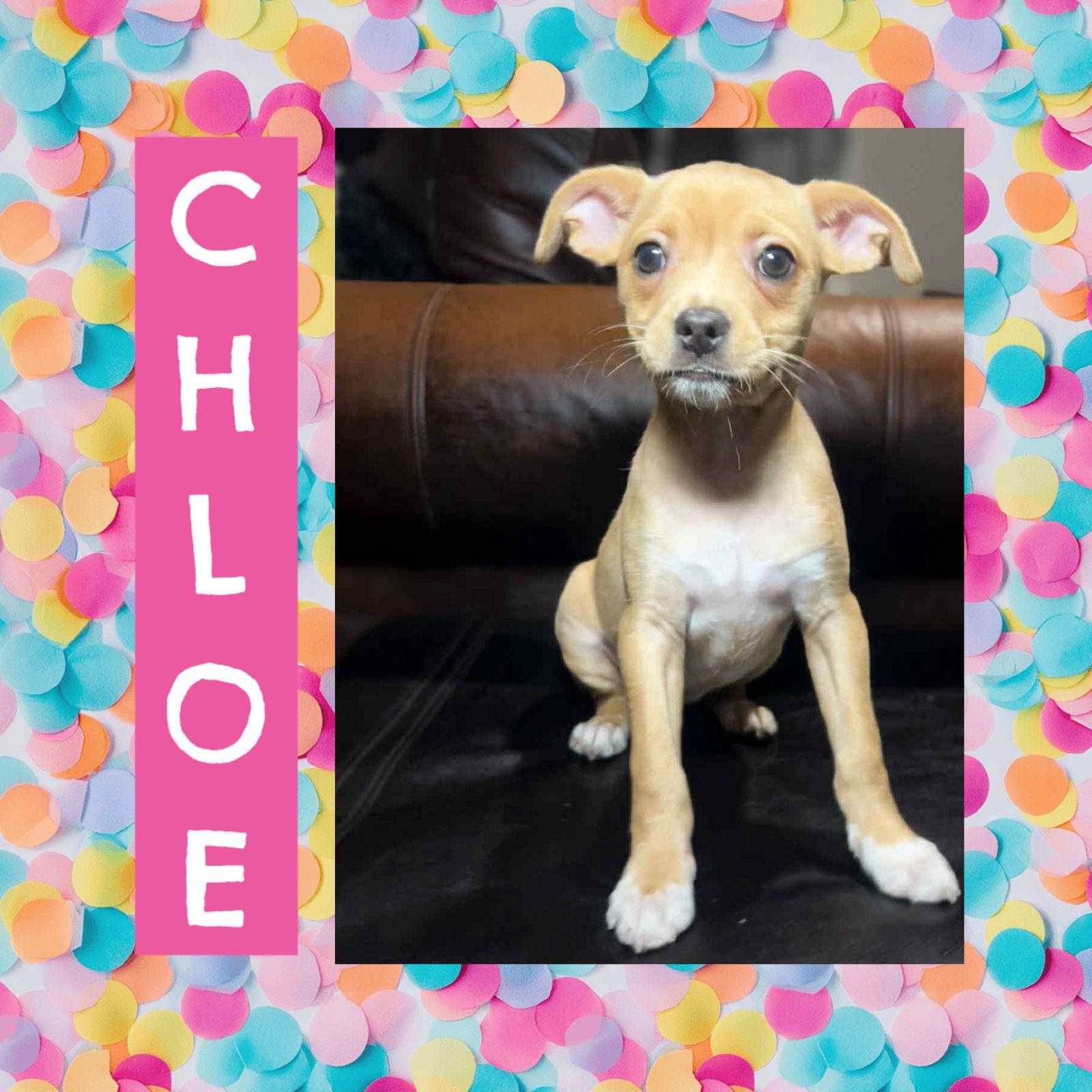 Enlarge Chloe, a Adopted Chihuahua in Littleton, CO image 1/1
