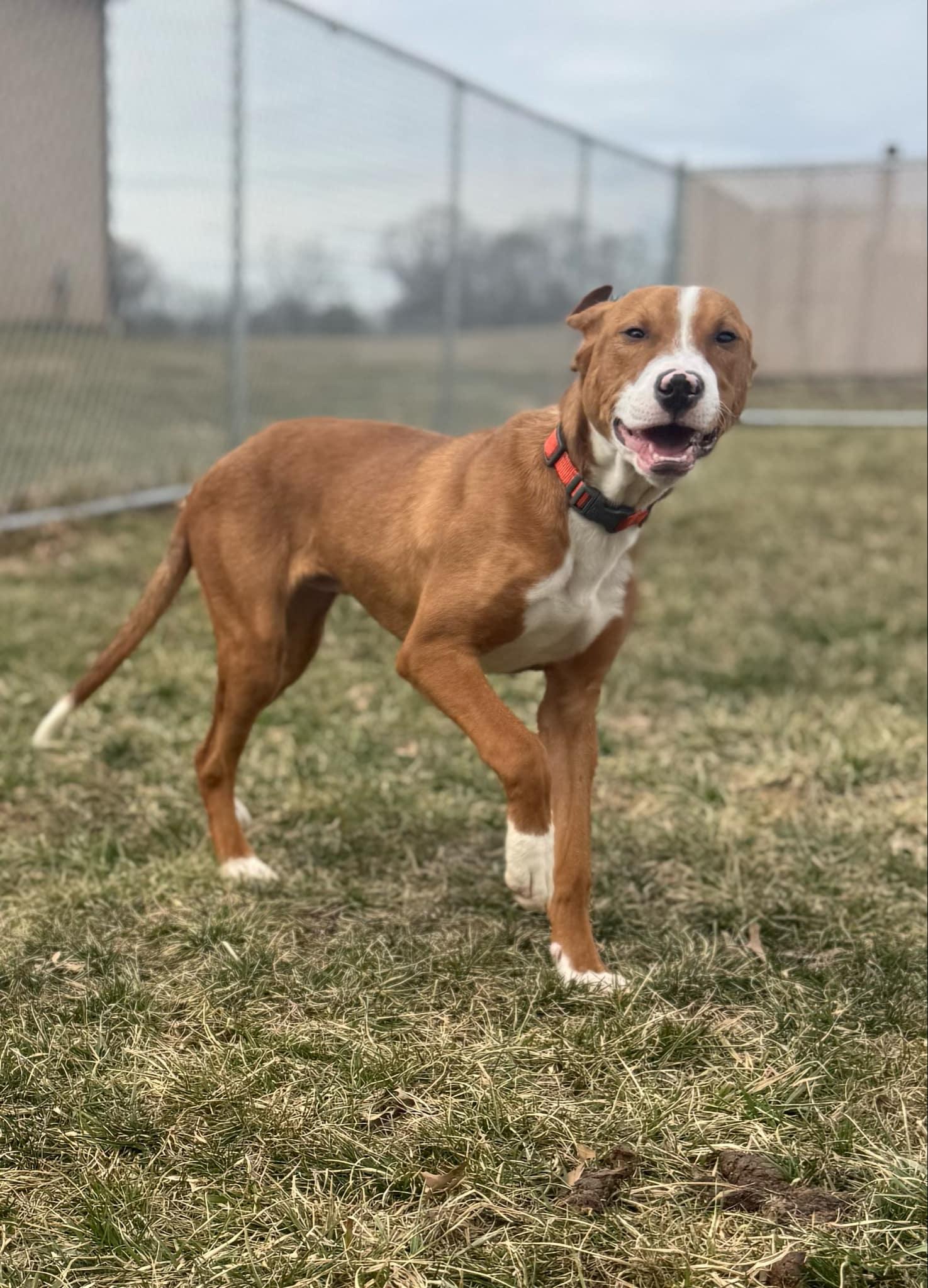 Zeus, Young Male Pit Bull Terrier