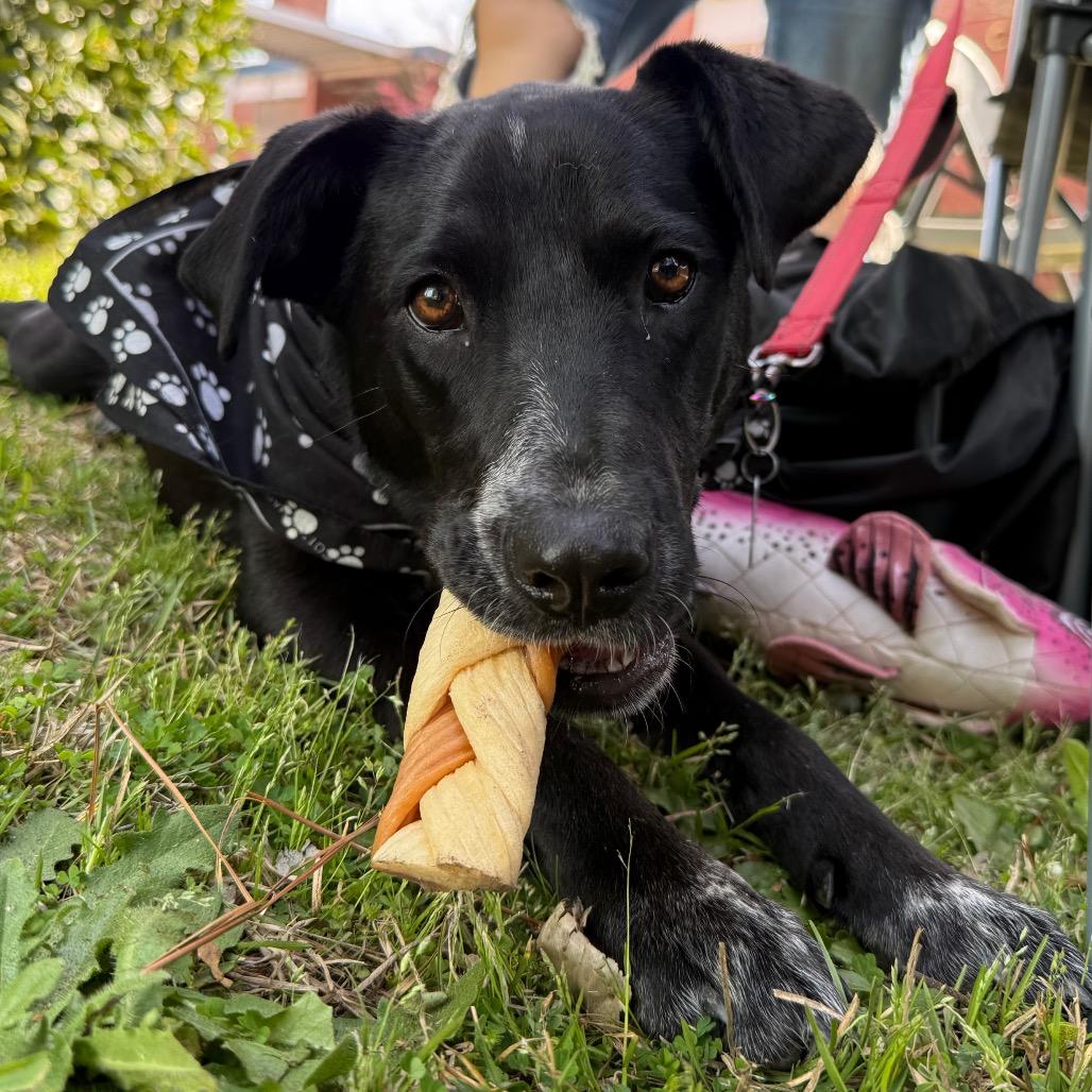 Mus, Adoptable, Young Female Hound & Labrador Retriever.