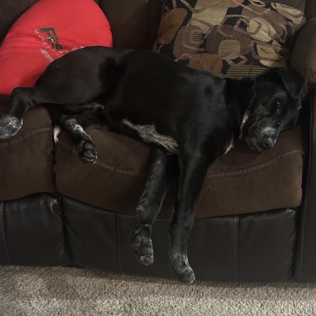 Mus, Adoptable, Young Female Hound & Labrador Retriever.