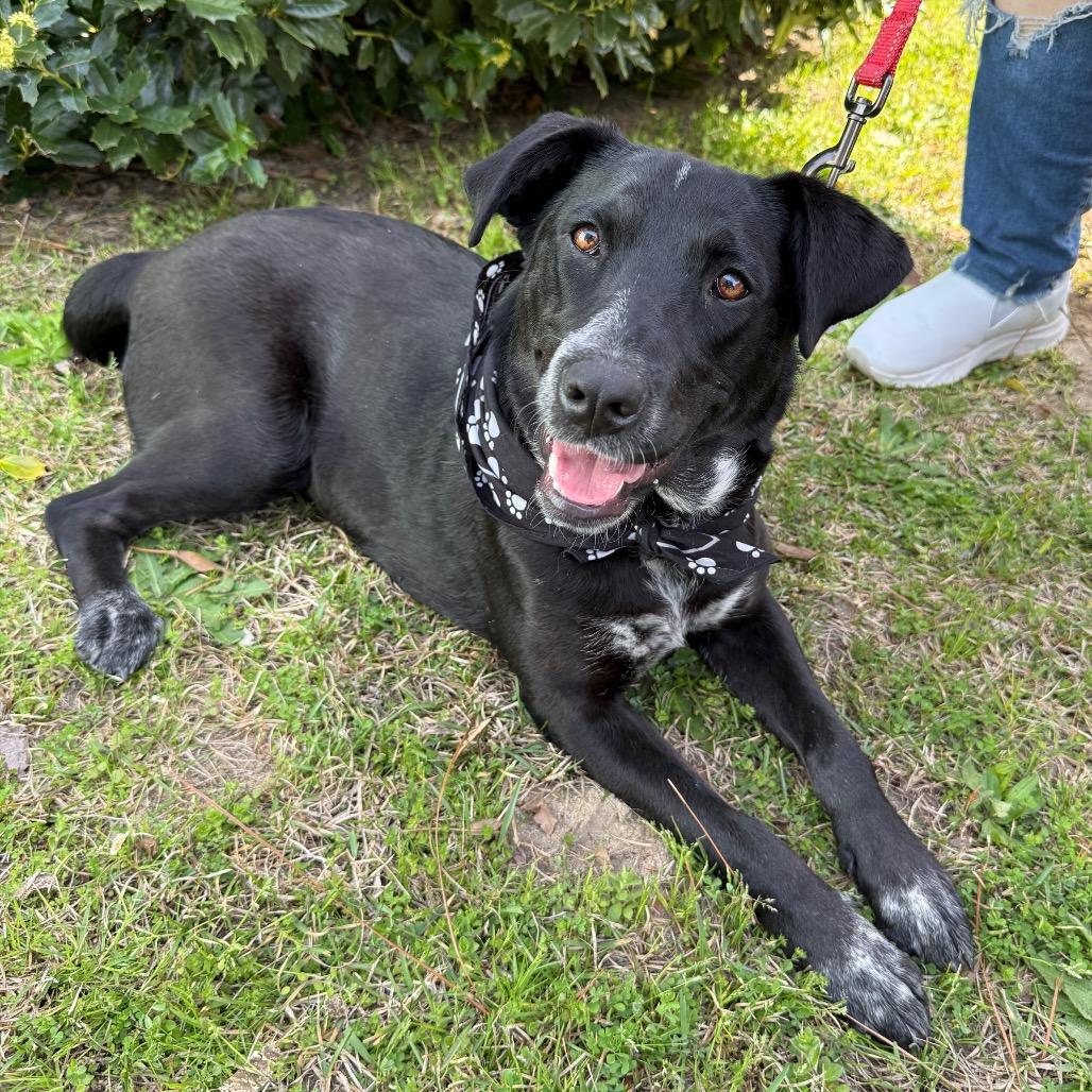 Enlarge Mus, a Adoptable mixed breed in Aberdeen, NC image 4/6
