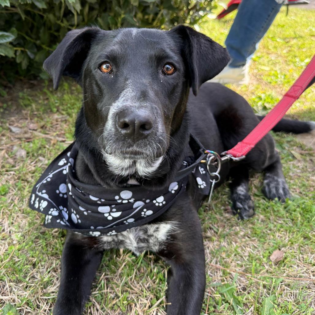 Enlarge Mus, a Adoptable mixed breed in Aberdeen, NC image 5/6