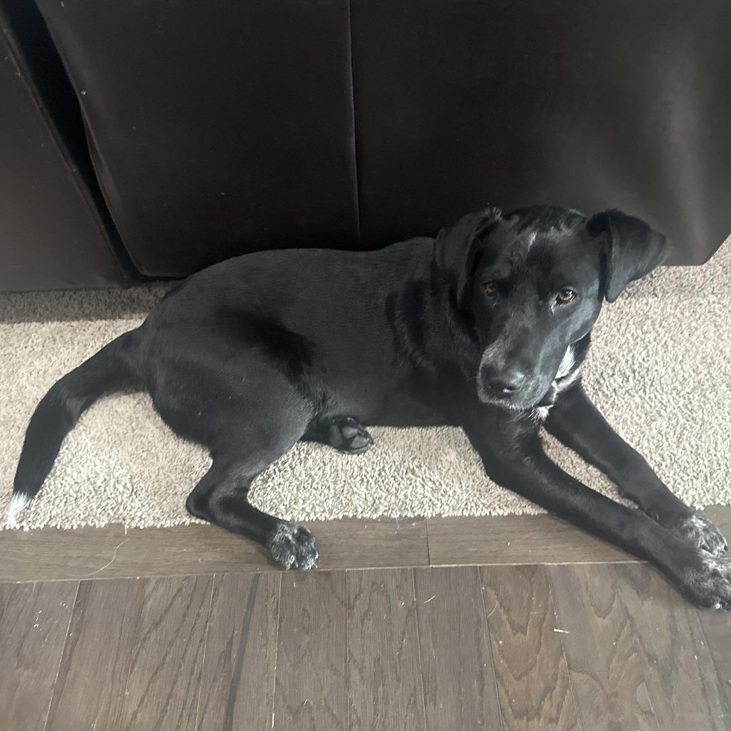 Mus, a Adoptable mixed breed in Aberdeen, NC image 2/2