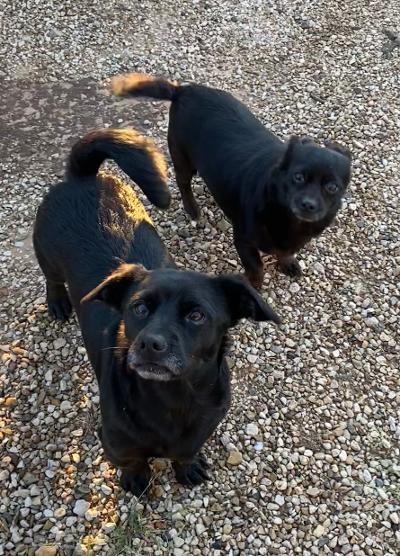 Pickles and Tiny, Adoptable, Senior Male Dachshund & Chihuahua.